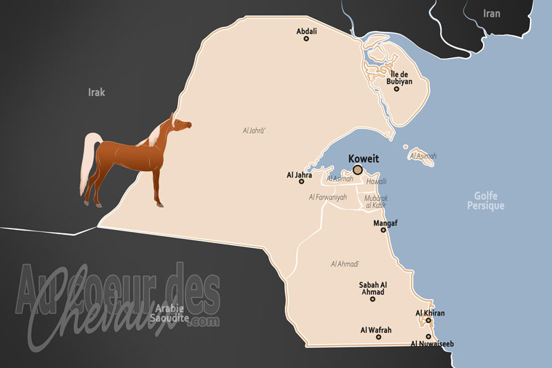 Le Kowe�t, sanctuaire du pur-sang arabe et excellence moderne