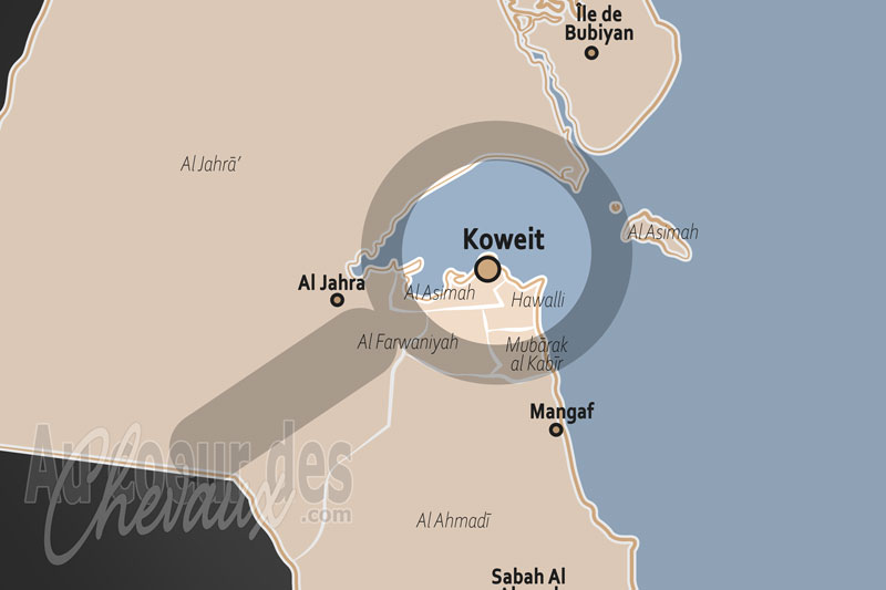 Kowe�t Ville, sanctuaire du pur-sang arabe et excellence �questre au c?ur du d�sert