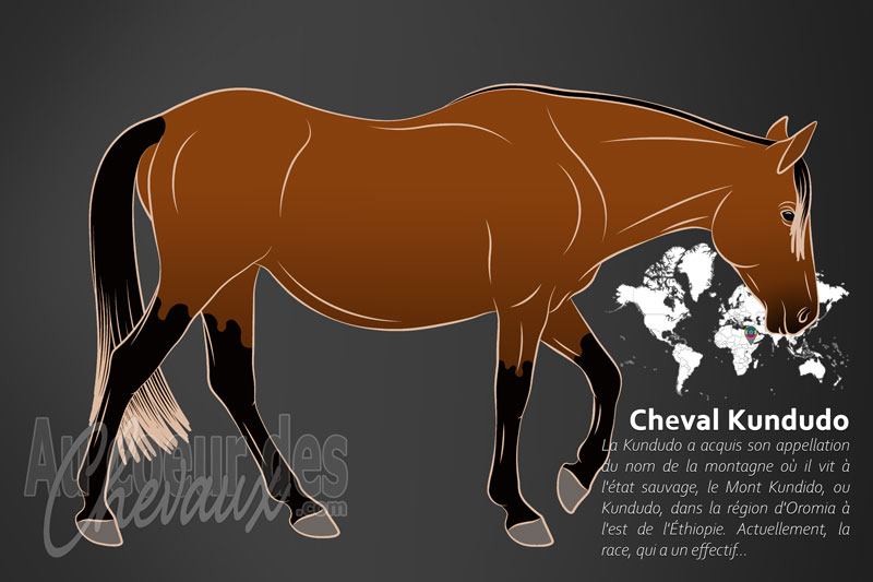 Le Kundudo un cheval de selle originaire de l'�thiopie
