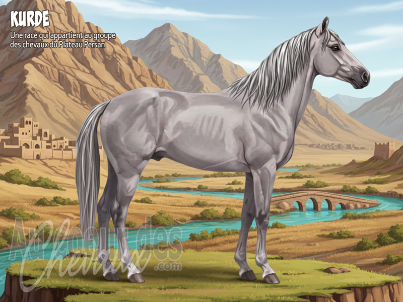 Le Cheval Kurde, guerrier mill�naire des montagnes du zagros