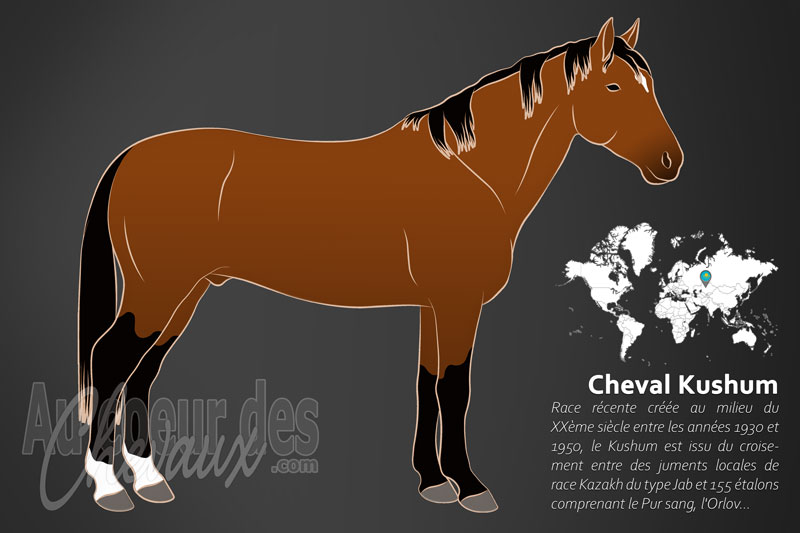 Le Kushum un cheval de selle originaire du Kazakhstan