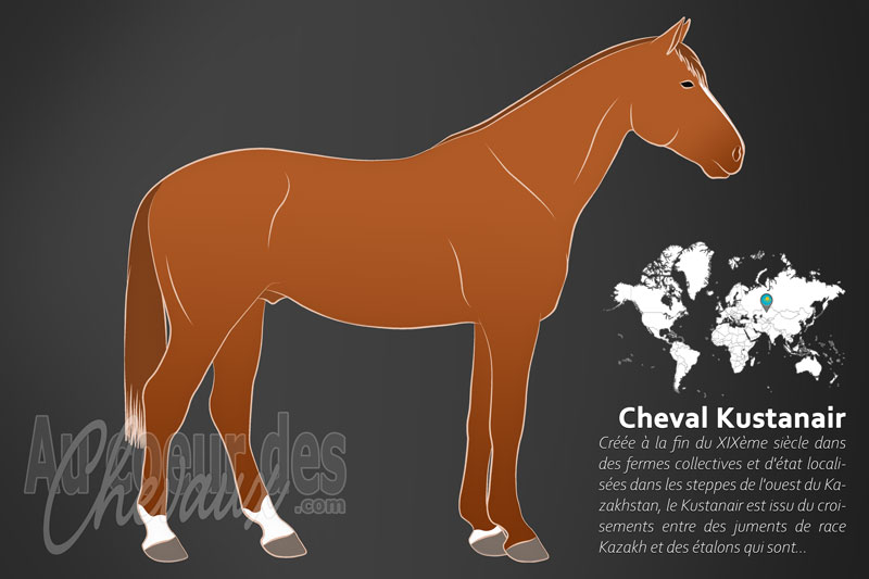 Le Kustanair un cheval de selle originaire du Kazakhstan