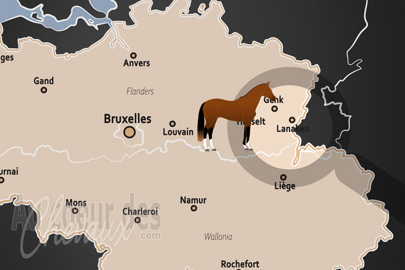 Lanaken, l'�picentre mondial de l'innovation et de l'�levage du cheval de sport