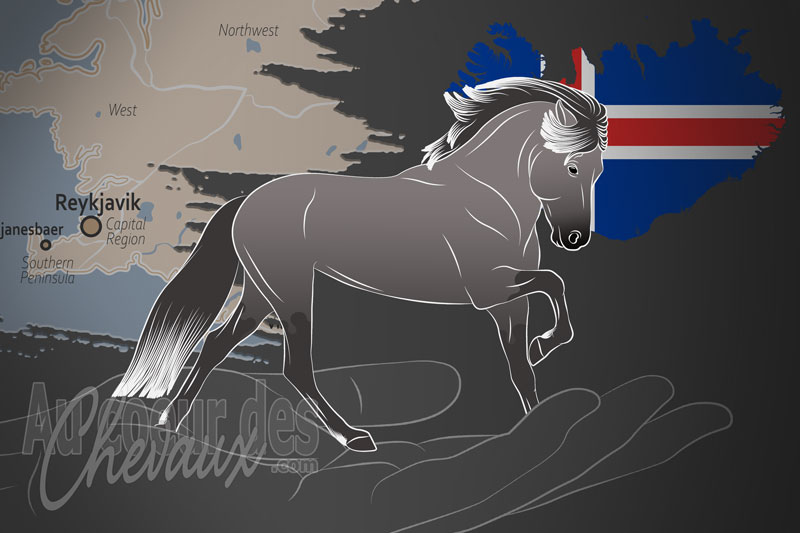 La Landssamband Hestamannaf�laga un organisme de race en Islande