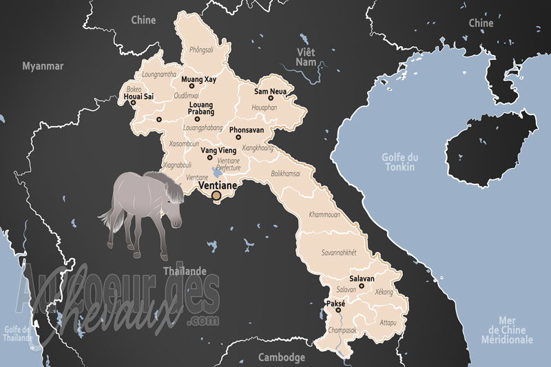 Le Laos, le petit poney des montagnes du sud-est asiatique