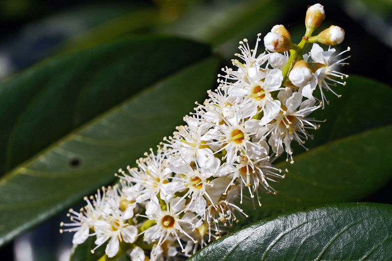 La fleur du Laurier Cerise une plante toxique pour le cheval