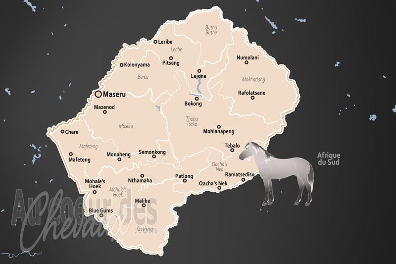 Le Lesotho, le poney basotho, roi du � royaume dans le ciel �