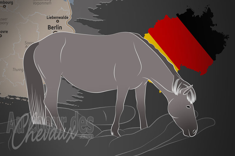 L'Association d'�leveurs du Cheval Liebenthaler e.V., une organisation qui g�re le cheval liebenthaler en allemagne