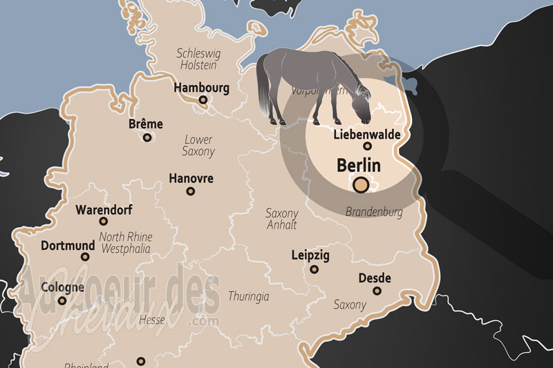 La localisation de Liebenwalde en Allemagne