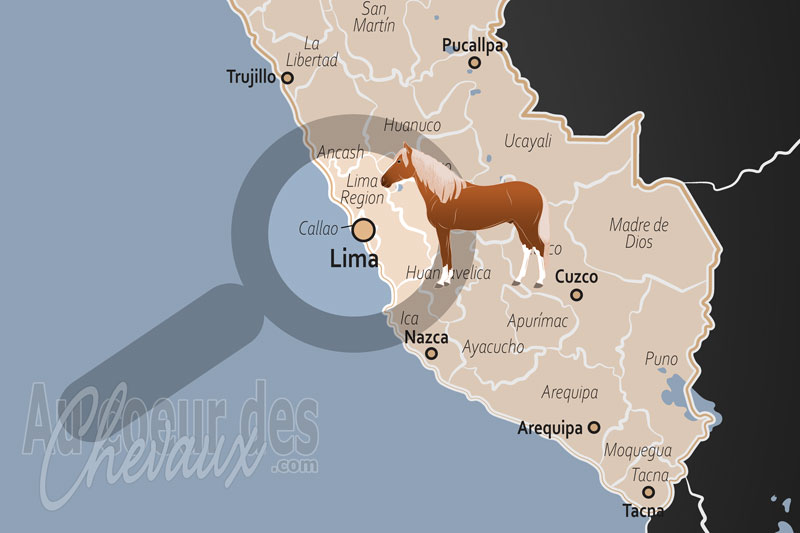 Lima, �picentre de la tradition du cheval de paso et de l'excellence hippique