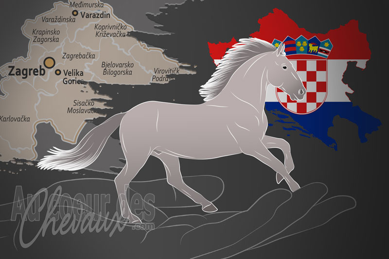 La F�d�ration Internationale du Lipizzan, un organisme de gestion du lipizzan en croatie