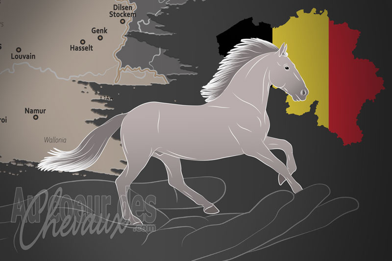 Le Si�ge de la F�d�ration Internationale du Cheval Lipizzan, un organisme de gestion du lipizzan en belgique