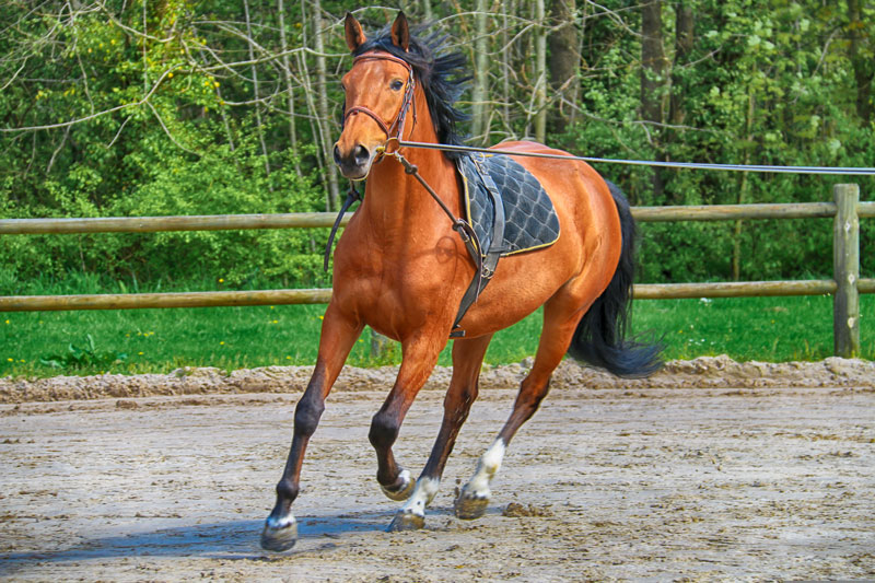 Un cheval au travail � la longe