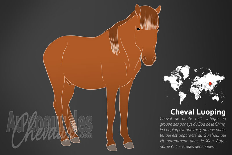 Le Luoping un cheval de petite taille originaire de la Chine