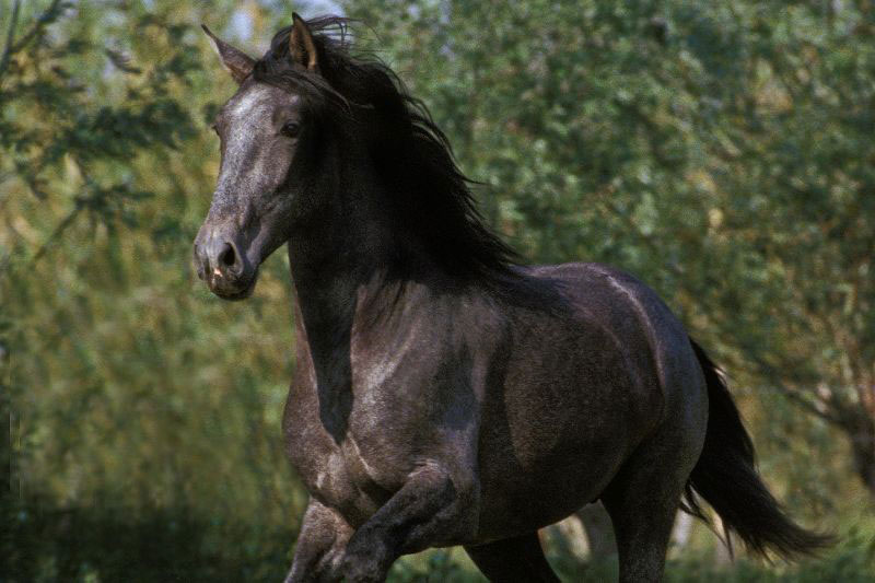 Une vue du Cheval Lusitanien au galop