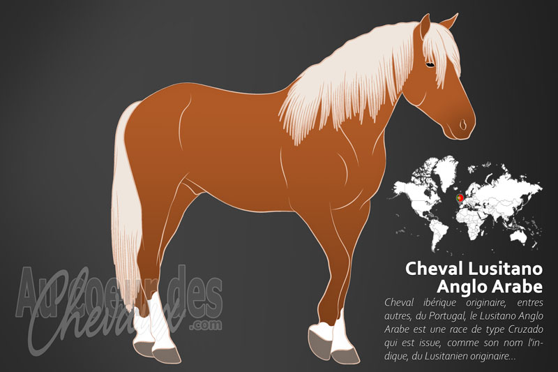 Le Lusitano Anglo Arabe un cheval de selle originaire du Portugal