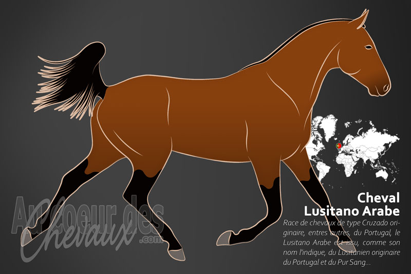 Le Lusitano Arabe un cheval de selle originaire du Portugal