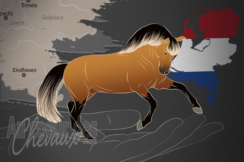 Les Amis du Cheval Lusitanien des Pays Bas, un organisme de gestion du lusitanien aux pays bas