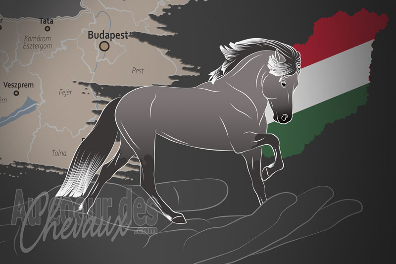 L'Association �questre Hongroise du Cheval Islandais, une organisation qui g�re le cheval islandais en hongrie