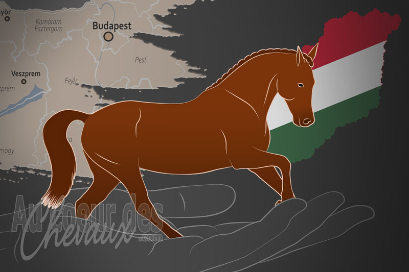 La Magyar Sportl�teny�sztok Orsz�gos Egyes�lete un organisme de race en Hongrie