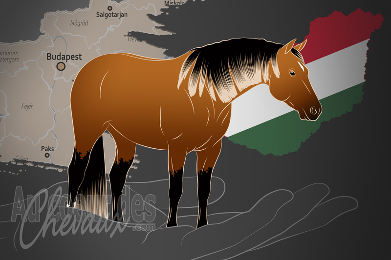La Magyarorsz�gi Quarter Horse Teny�sztok Egyes�lete un organisme de race en Hongrie