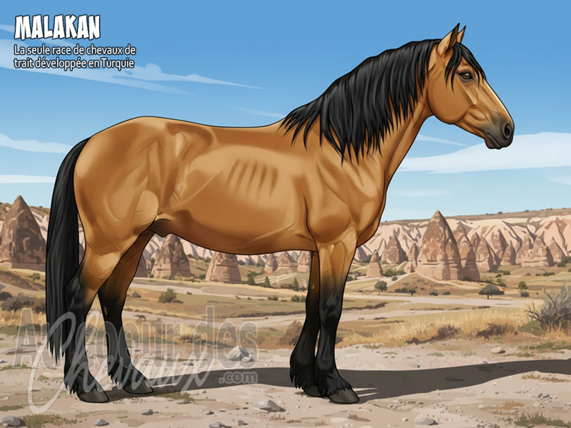 Le Cheval Malakan, l'h�ritage russe au c?ur de l'anatolie