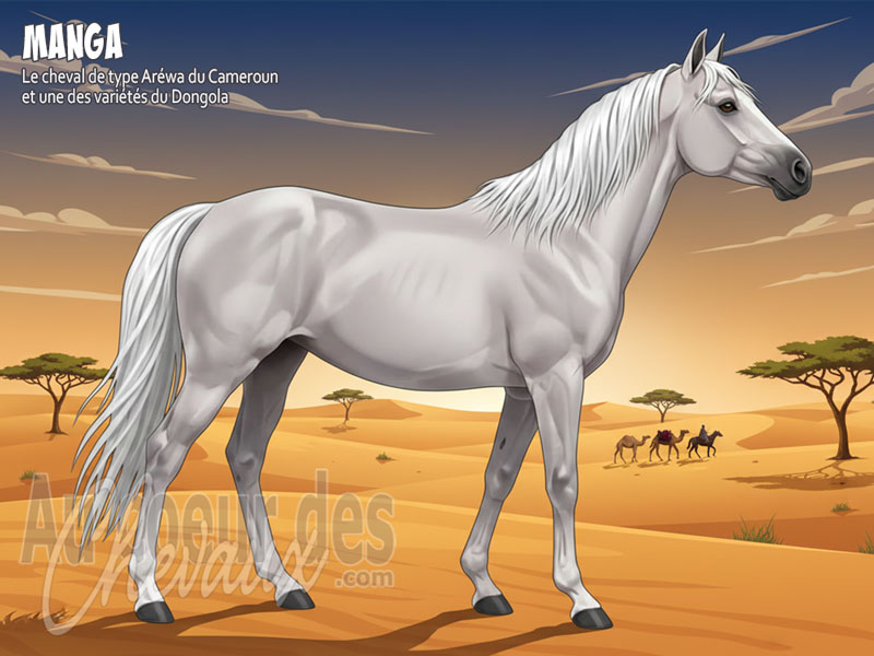 Le Cheval Manga, le fier coursier du sahel et du bornou
