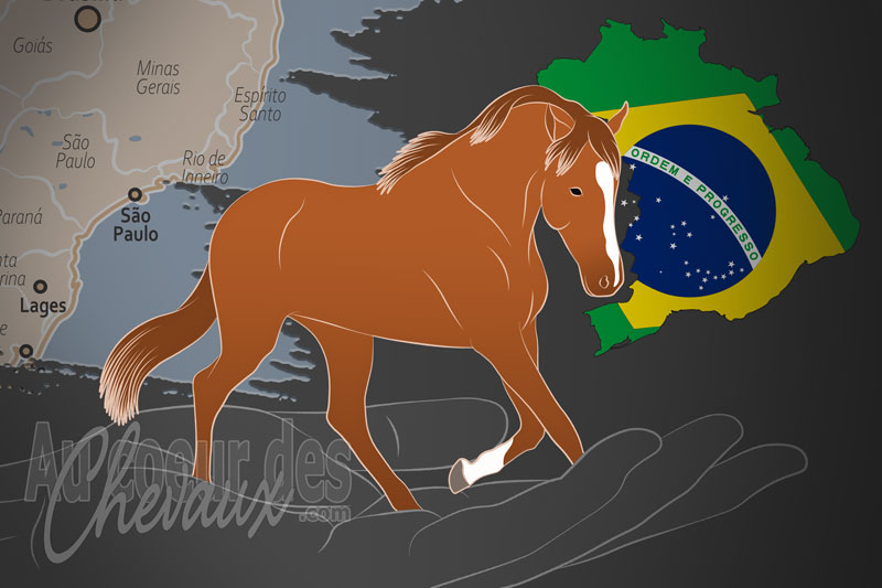 La Mangalarga O Cavalo de Sela Brasileiro un organisme de race au Br�sil