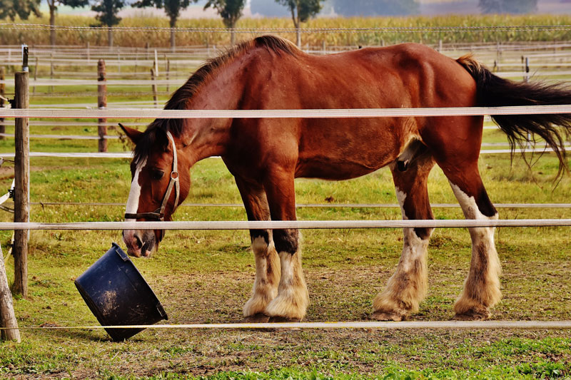 Un cheval qui renverse sa mangeoire