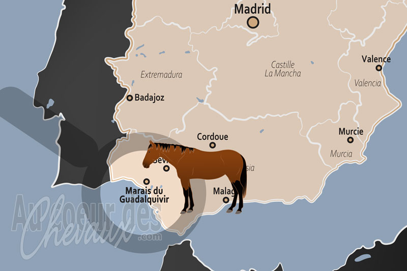 Le Marais du Guadalquivir, l'�pop�e �ternelle du cheval du guadalquivir