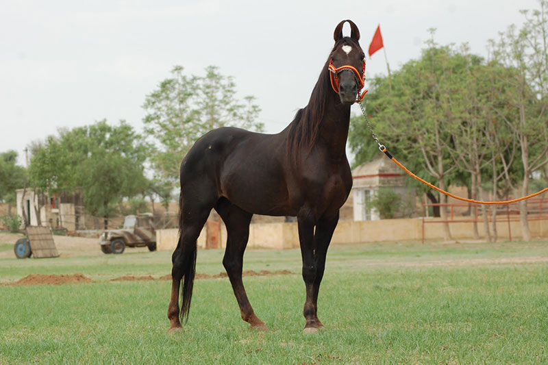 Une vue du Cheval Marwari en pr�sentation