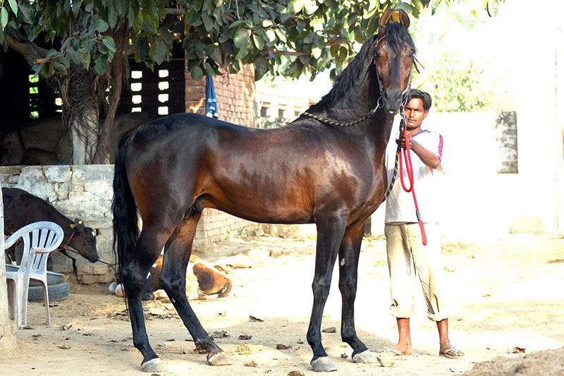 Une vue du Cheval Marwari en pr�sentation