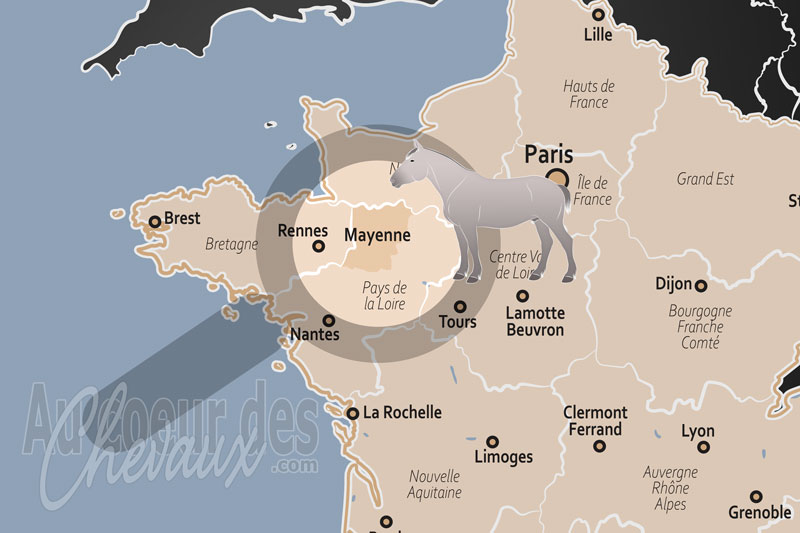Le D�partement de la Mayenne, terre d'excellence �quine et berceau du trotteur fran�ais