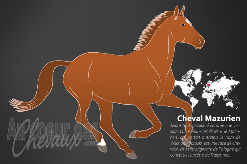 Le Mazurien un cheval de selle originaire de la Pologne