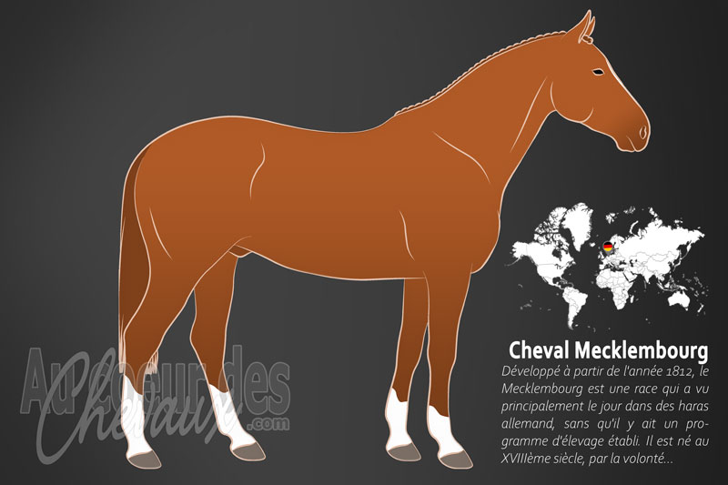 Le Mecklembourg un cheval de selle originaire de l'Allemagne