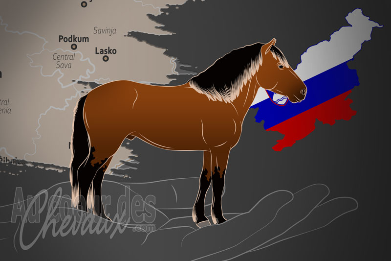 La Mednarnodno Zdru?enje Rejcev Bosanskih Planinskih Konj un organisme de race en Slov�nie