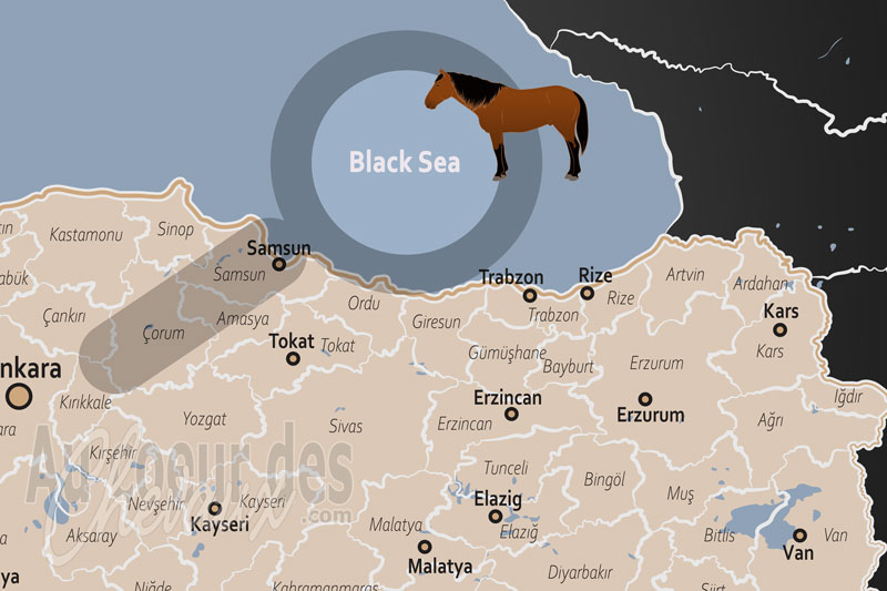 La Mer Noire, l'odyss�e de nacre et d'acier des sabots pontiques