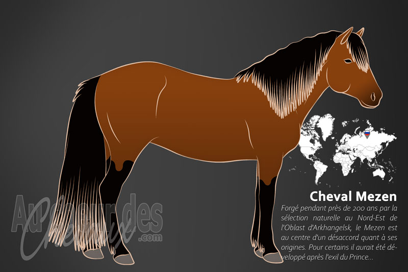 Le Mezen un cheval de petite taille originaire de la Russie