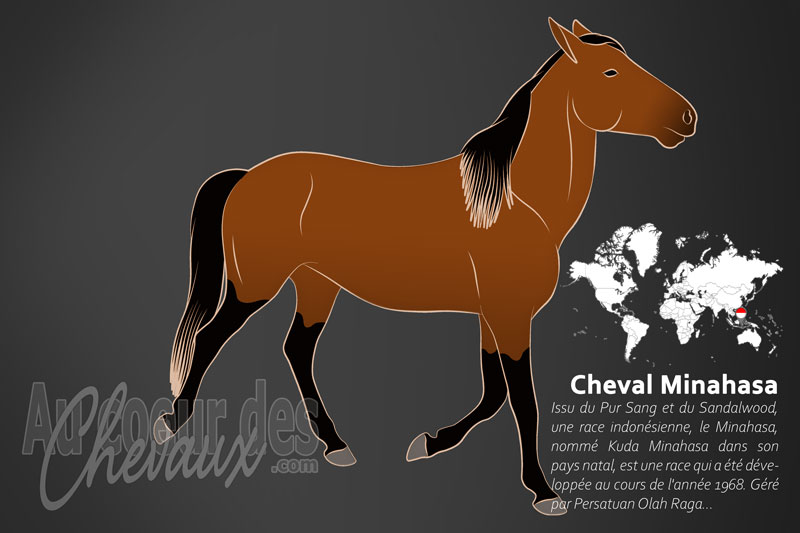 Le Minahasa un cheval de selle l�ger originaire de l'Indon�sie
