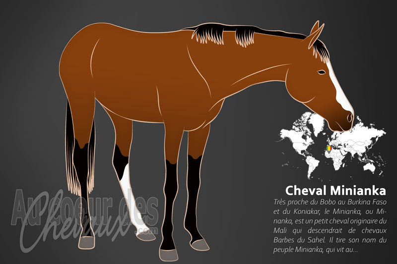 Le Minianka un cheval de petite taille originaire du Mali