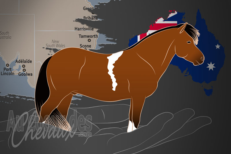 La Miniature Horse Association of Australia Inc. un organisme de race en Australie