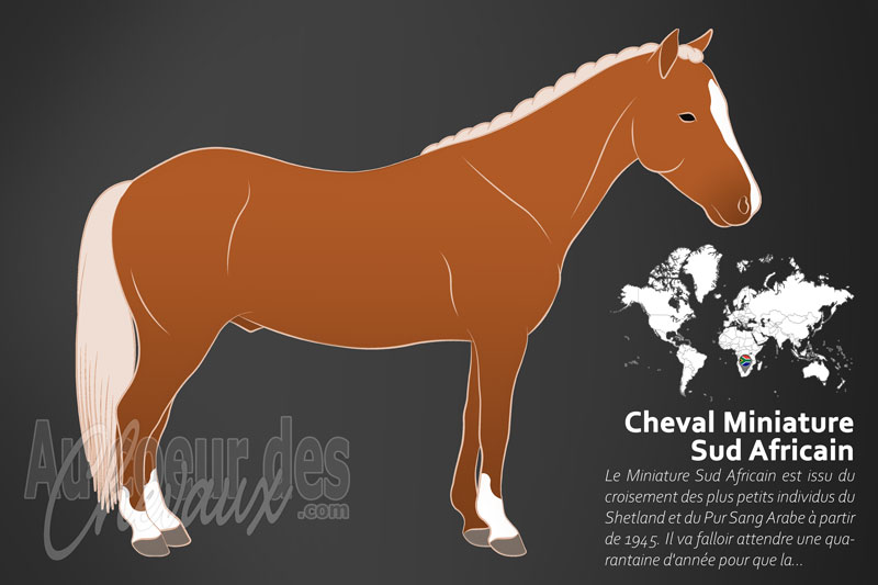 Le Miniature Sud Africain un cheval miniature originaire de l'Afrique du Sud