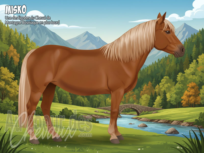 Le Cheval Misko, un pilier du cheval de montagne bosnien