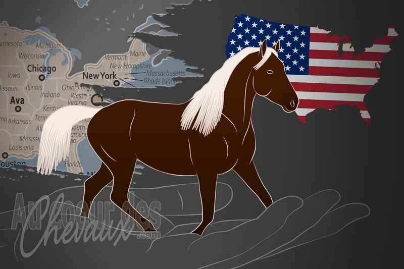 L'Association de Race du Cheval Missouri Fox Trotter, un organisme de gestion du missouri fox trotter aux �tats unis