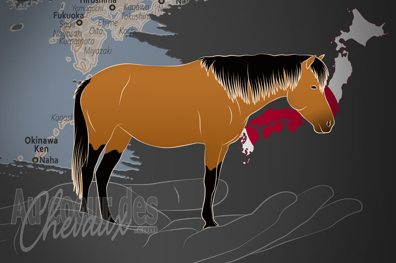 La Miyako Horse Conservation Society un organisme de race au Japon