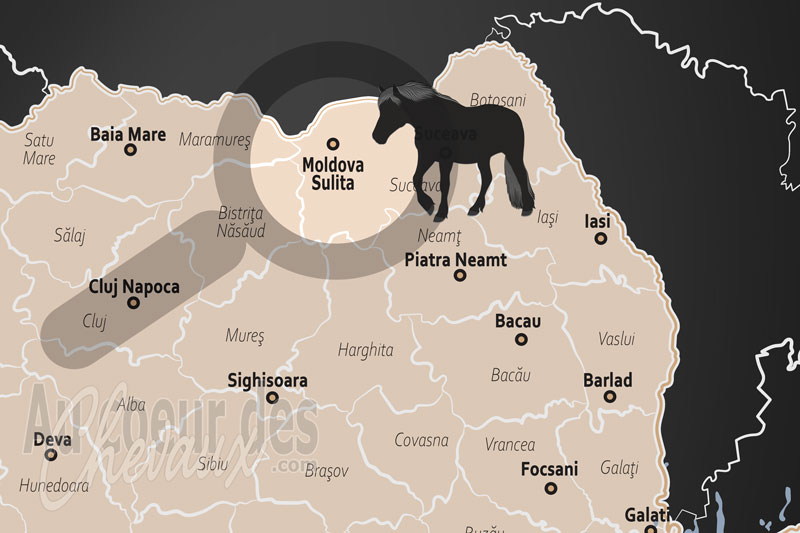 Moldova Sulita, le sanctuaire ancestral du cheval hu�ul dans les carpates bucovines