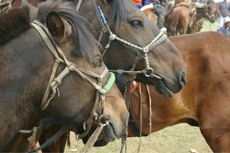 Une vue du Cheval Mongol avec un harnachement