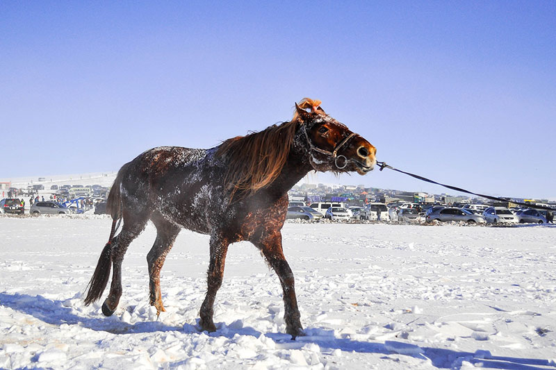 Une vue du Cheval Mongol avec un harnachement