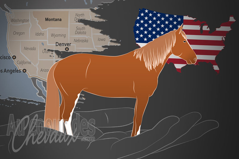 La Montana Travler Horse Association un organisme de race aux �tats Unis