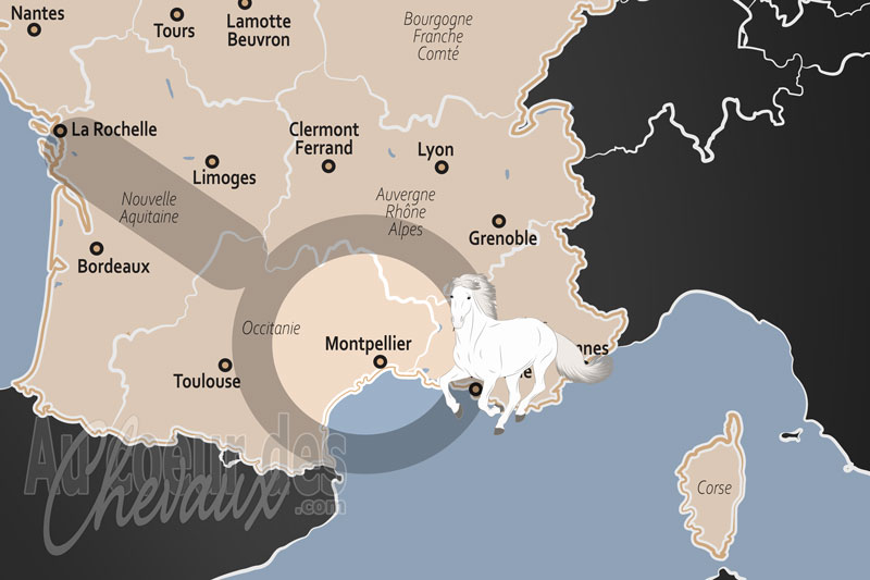 Montpellier, une m�tropole au carrefour de l'excellence �questre et scientifique